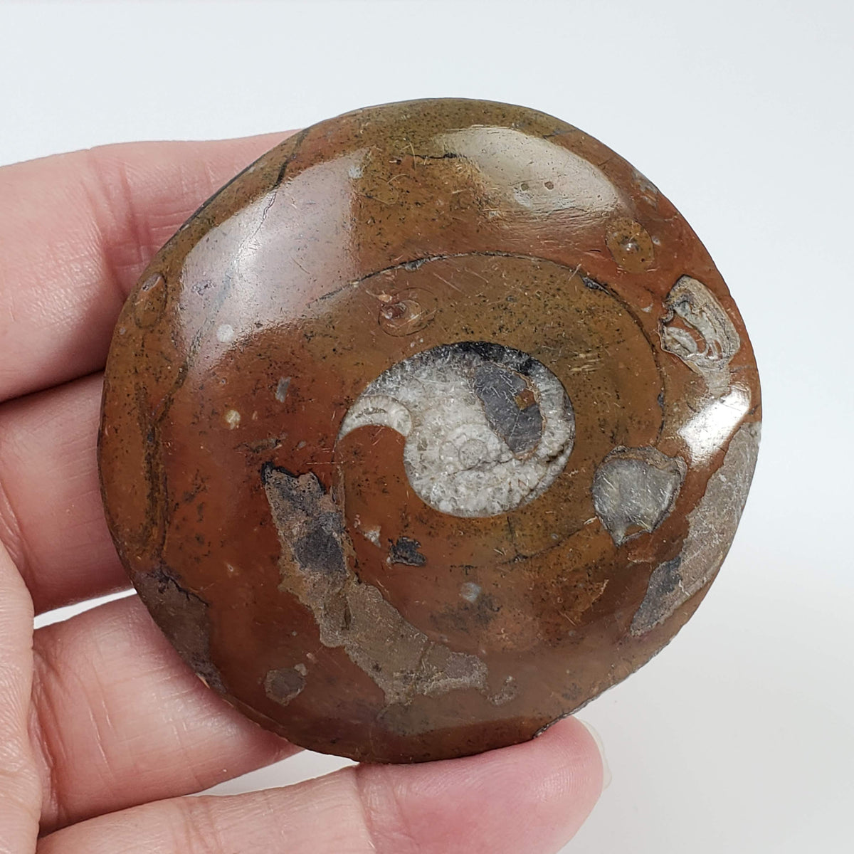  Fossilized Ammonite in Polished Marble | Morocco 