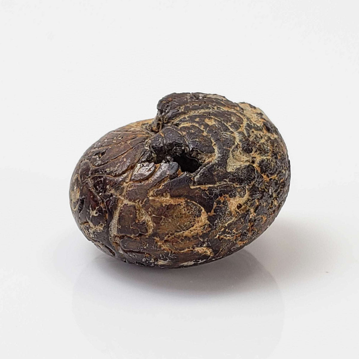  Goniatite Fossil | Natural Fossilized Pyritized in Host Rock | Fammenian - Devonian | Kowala Formation, Poland 3