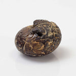  Goniatite Fossil | Natural Fossilized Pyritized in Host Rock | Fammenian - Devonian | Kowala Formation, Poland 3