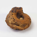  Goniatite Fossil | Natural Fossilized Pyritized in Host Rock | Fammenian - Devonian | Kowala Formation, Poland 