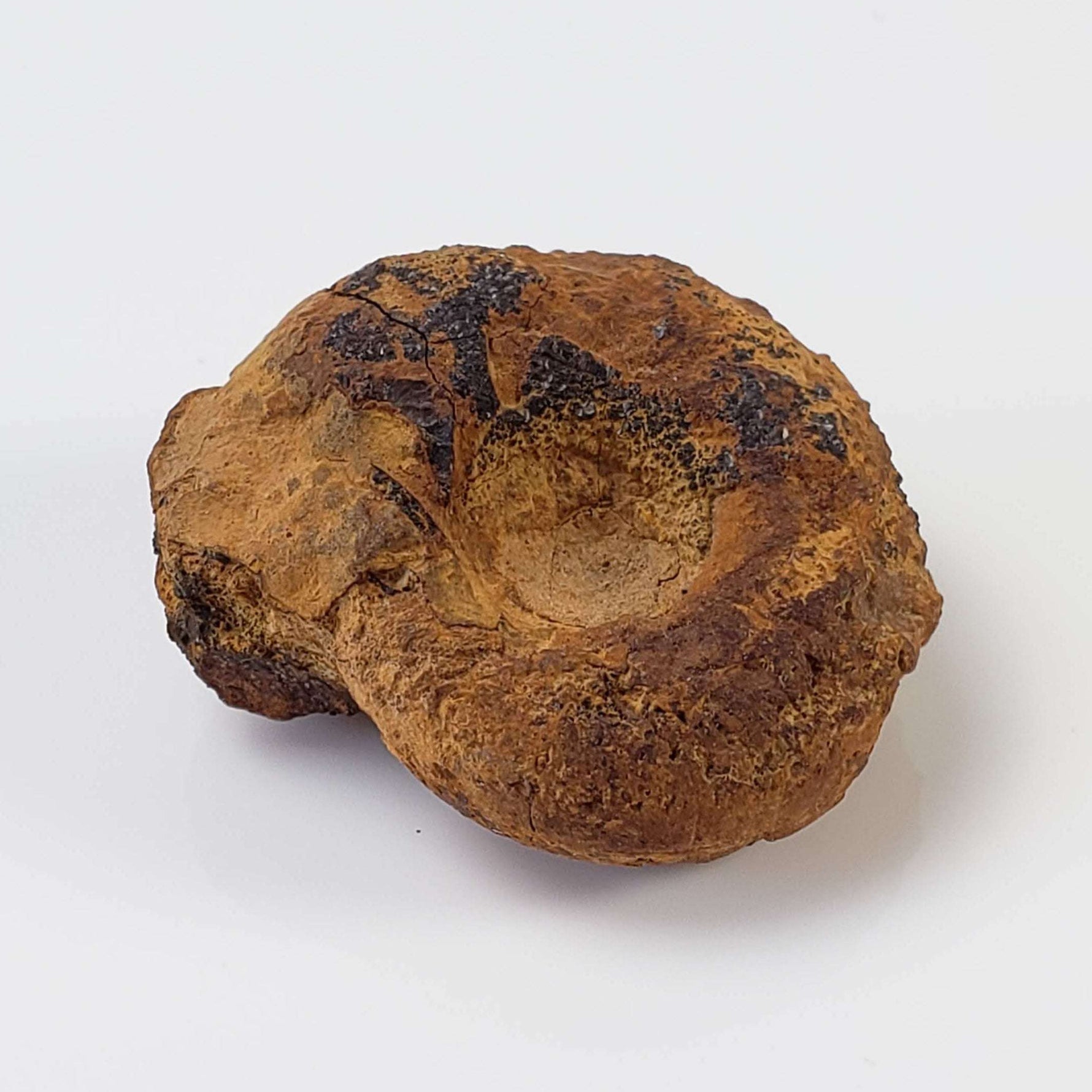  Goniatite Fossil | Natural Fossilized Pyritized in Host Rock | Fammenian - Devonian | Kowala Formation, Poland 1