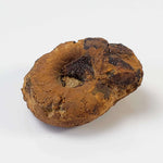  Goniatite Fossil | Natural Fossilized Pyritized in Host Rock | Fammenian - Devonian | Kowala Formation, Poland 2