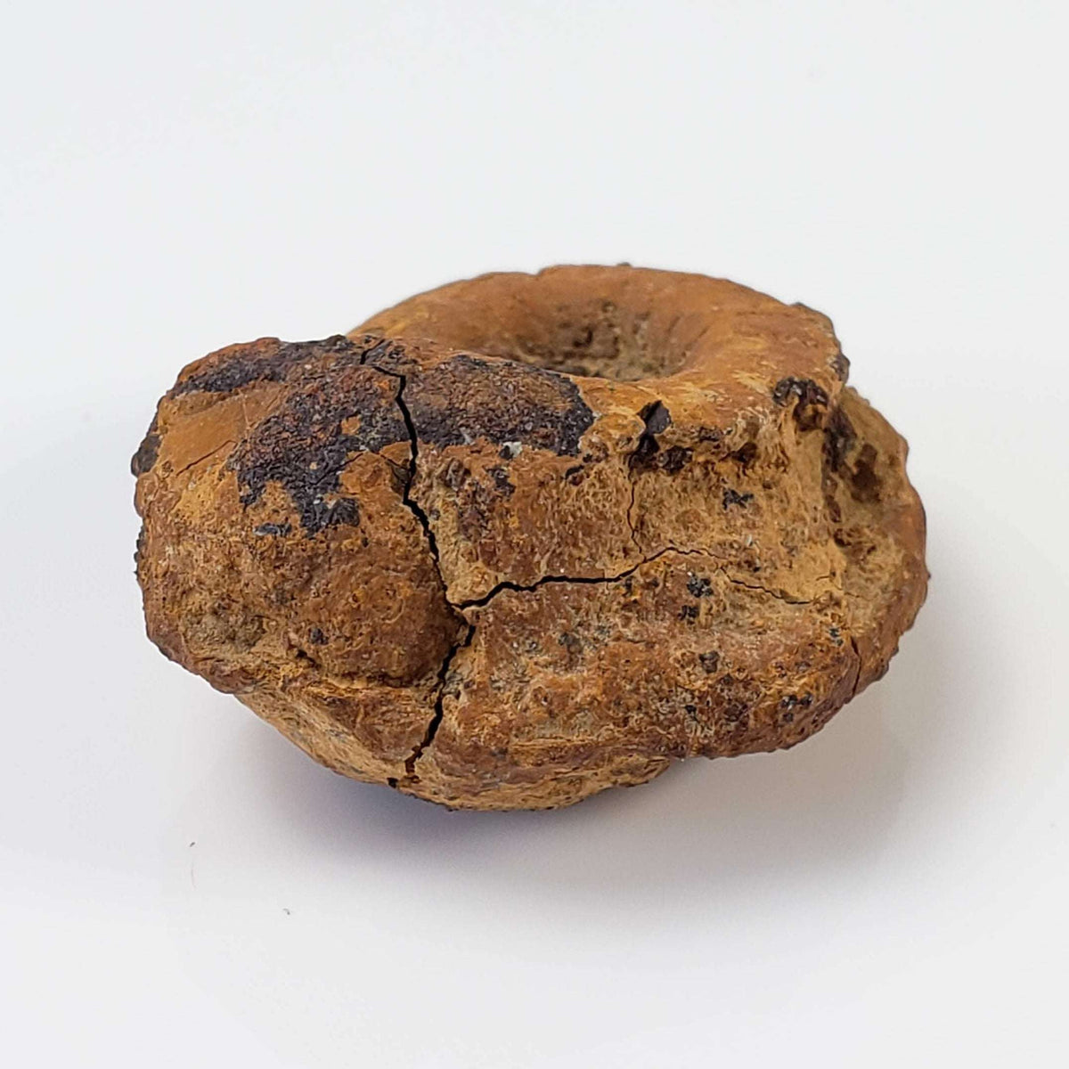  Goniatite Fossil | Natural Fossilized Pyritized in Host Rock | Fammenian - Devonian | Kowala Formation, Poland 3