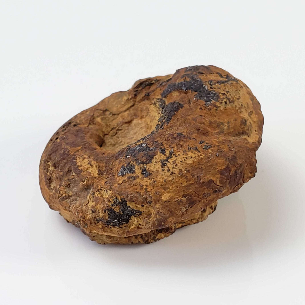  Goniatite Fossil | Natural Fossilized Pyritized in Host Rock | Fammenian - Devonian | Kowala Formation, Poland 4