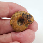  Goniatite Fossil | Natural Fossilized Pyritized in Host Rock | Fammenian - Devonian | Kowala Formation, Poland 5