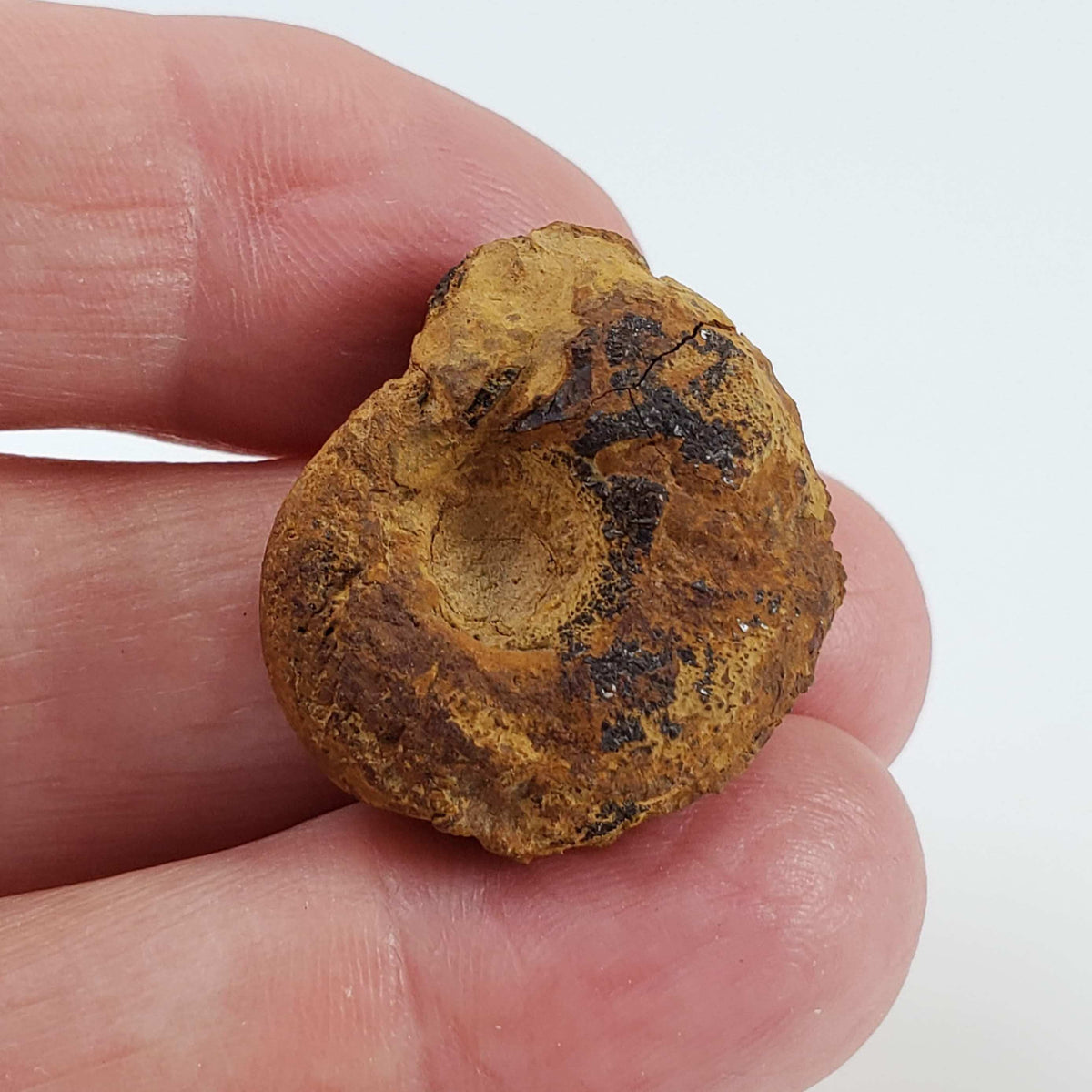  Goniatite Fossil | Natural Fossilized Pyritized in Host Rock | Fammenian - Devonian | Kowala Formation, Poland 6