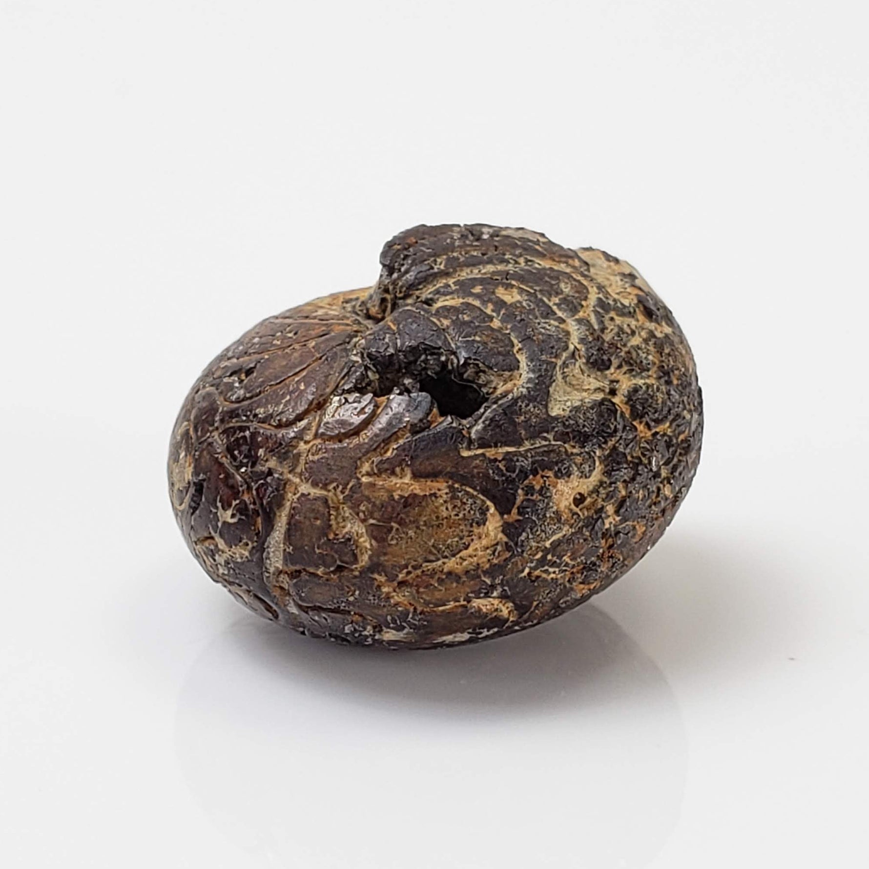  Goniatite Fossil | Natural Fossilized Pyritized in Host Rock | Fammenian - Devonian | Kowala Formation, Poland 3