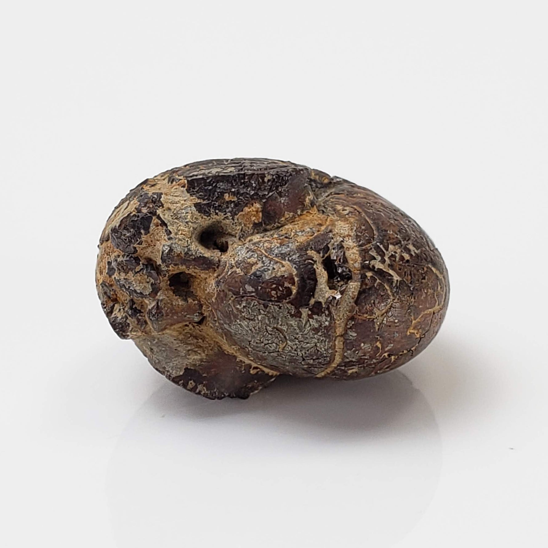  Goniatite Fossil | Natural Fossilized Pyritized in Host Rock | Fammenian - Devonian | Kowala Formation, Poland 2