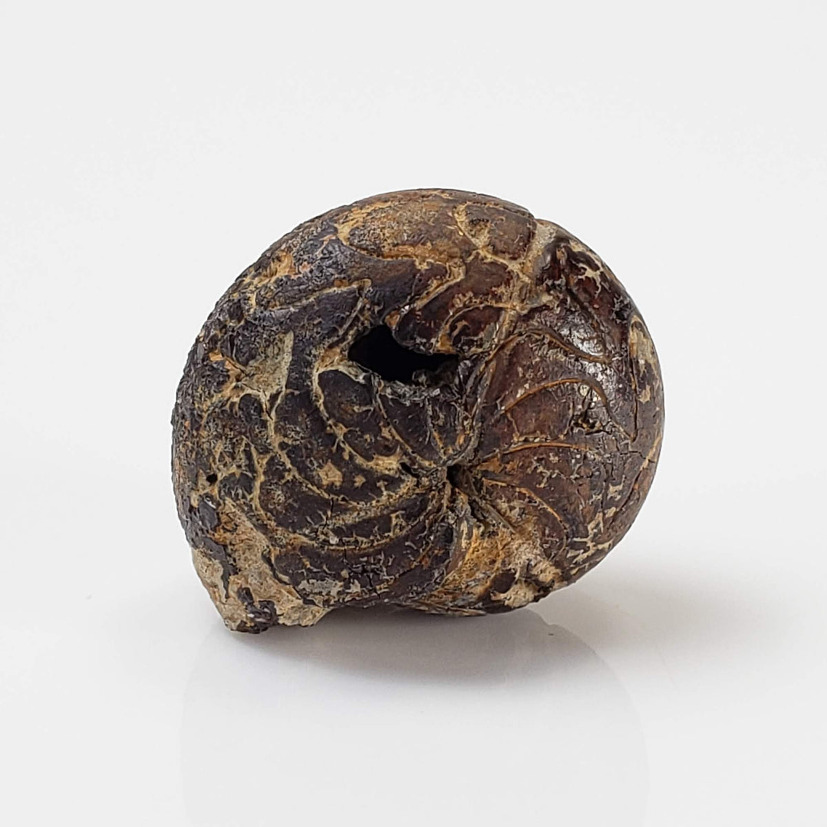  Goniatite Fossil | Natural Fossilized Pyritized in Host Rock | Fammenian - Devonian | Kowala Formation, Poland 1