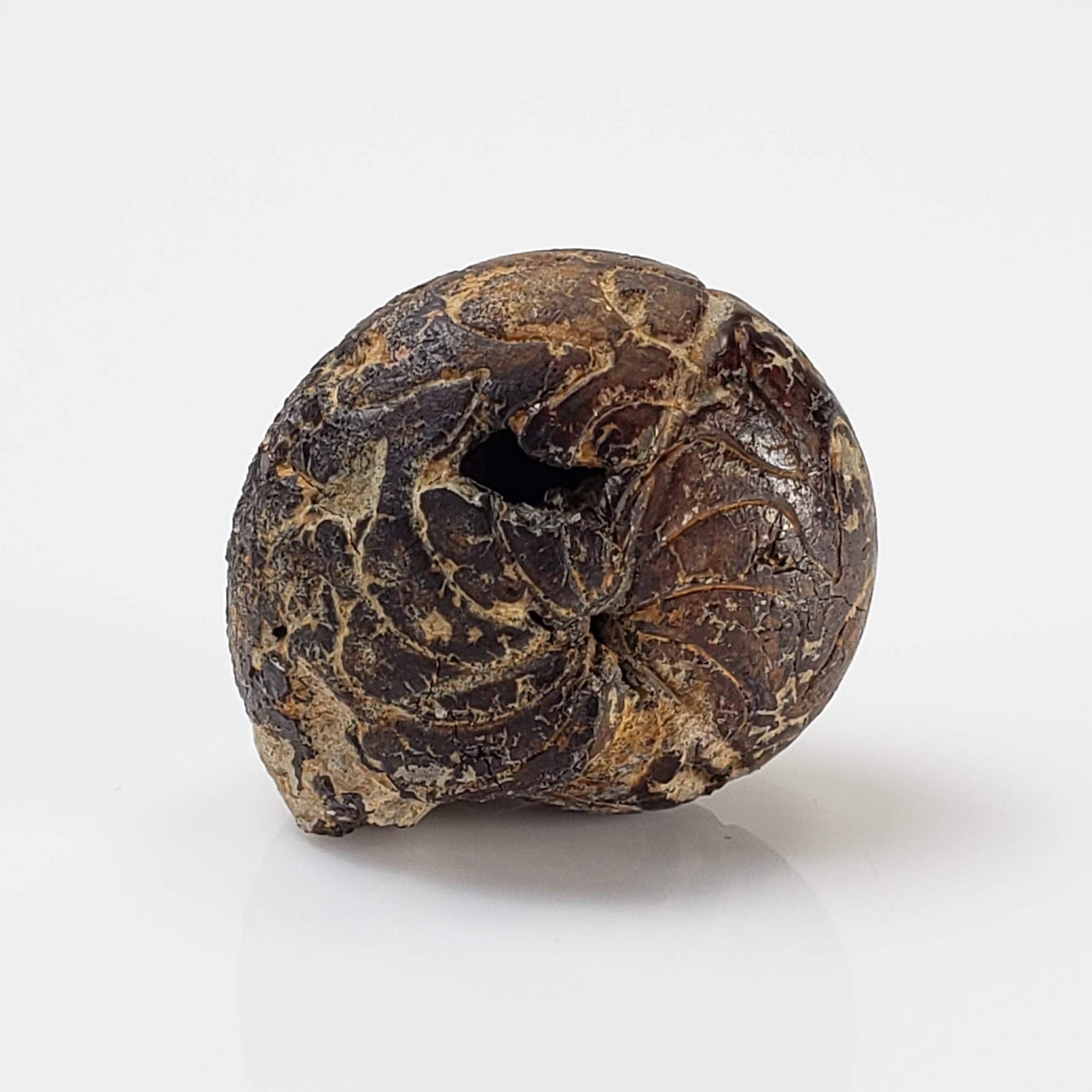  Goniatite Fossil | Natural Fossilized Pyritized in Host Rock | Fammenian - Devonian | Kowala Formation, Poland 1