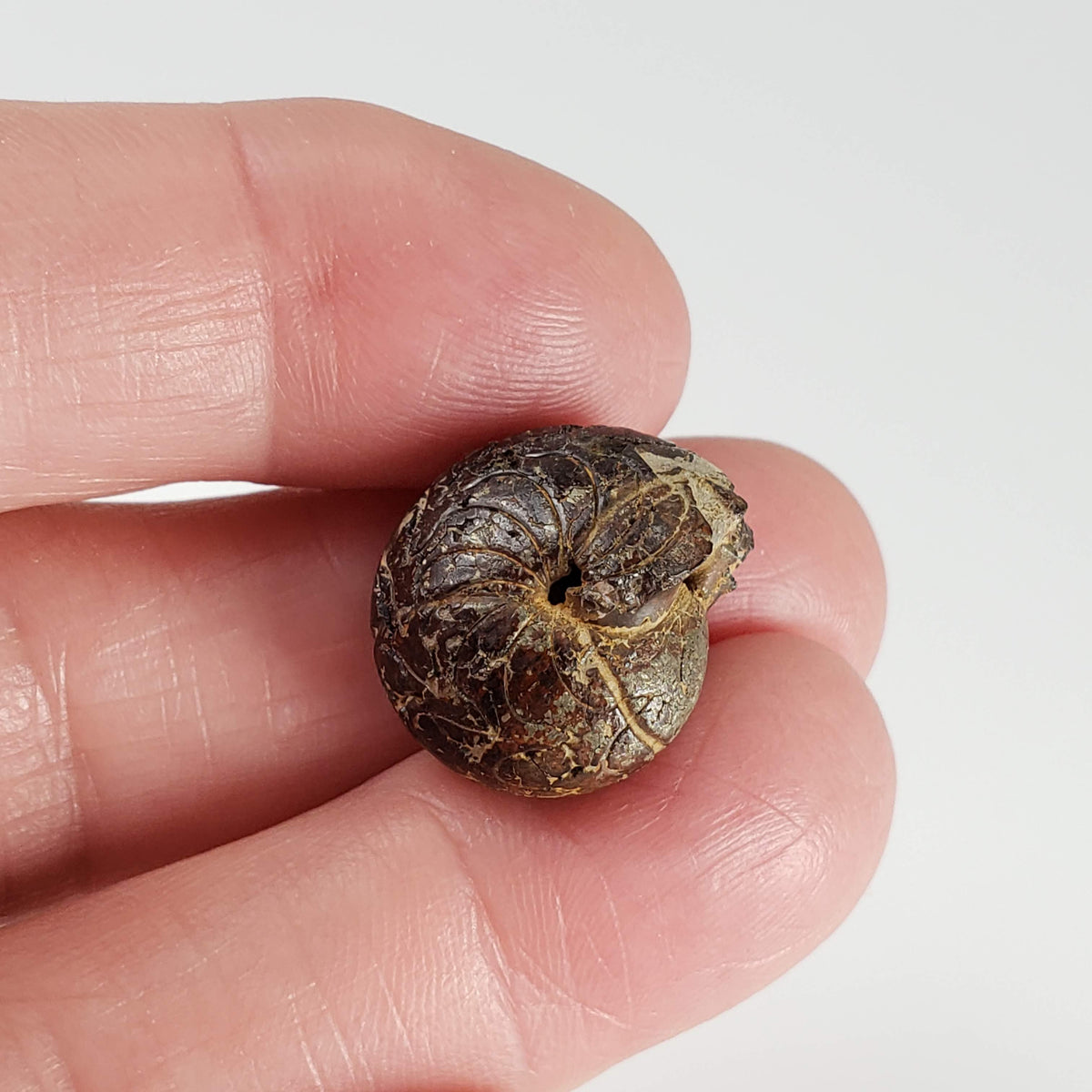  Goniatite Fossil | Natural Fossilized Pyritized in Host Rock | Fammenian - Devonian | Kowala Formation, Poland 5