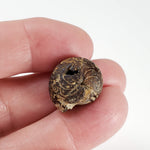  Goniatite Fossil | Natural Fossilized Pyritized in Host Rock | Fammenian - Devonian | Kowala Formation, Poland 4