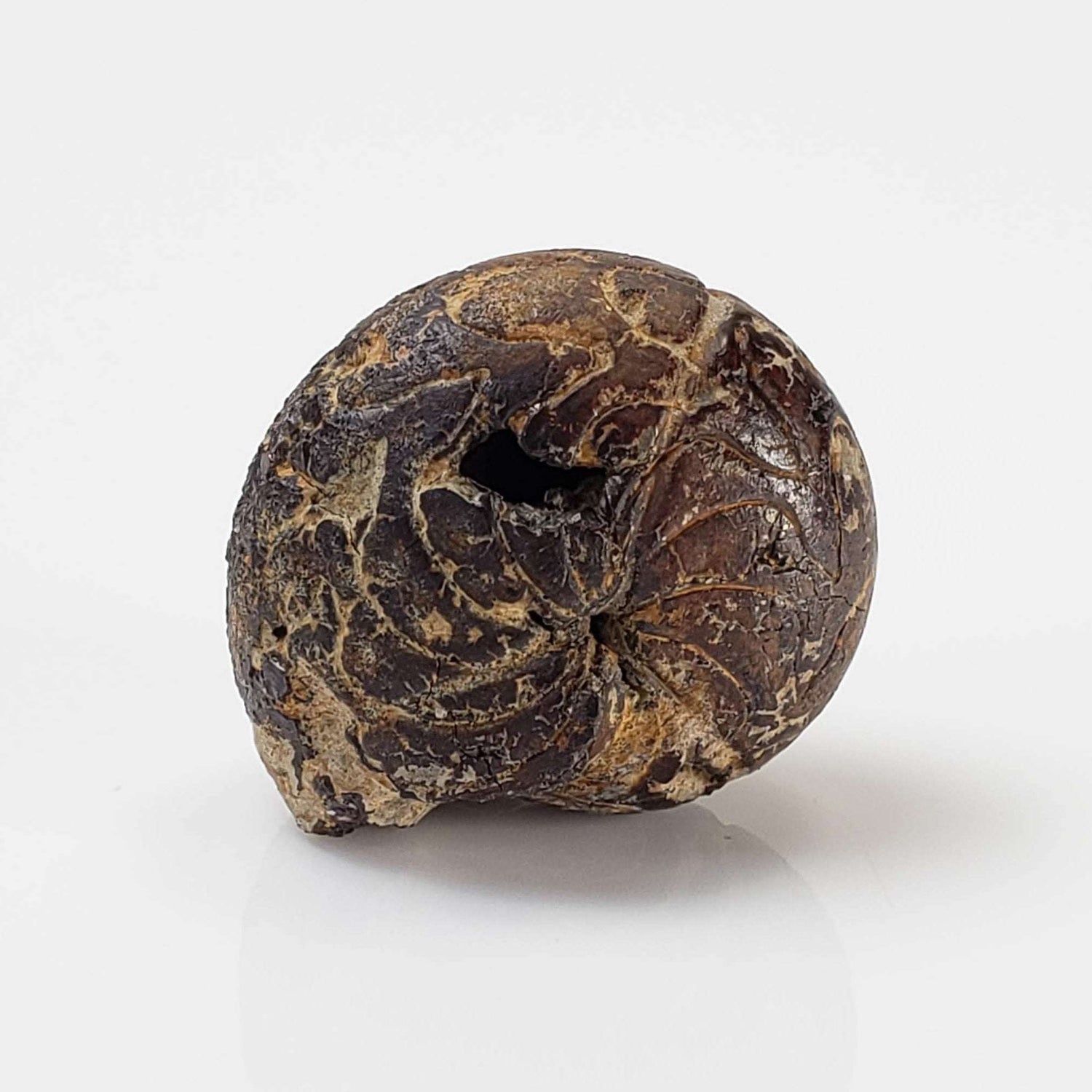  Goniatite Fossil | Natural Fossilized Pyritized in Host Rock | Fammenian - Devonian | Kowala Formation, Poland 1