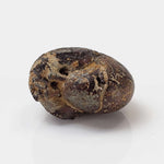  Goniatite Fossil | Natural Fossilized Pyritized in Host Rock | Fammenian - Devonian | Kowala Formation, Poland 2