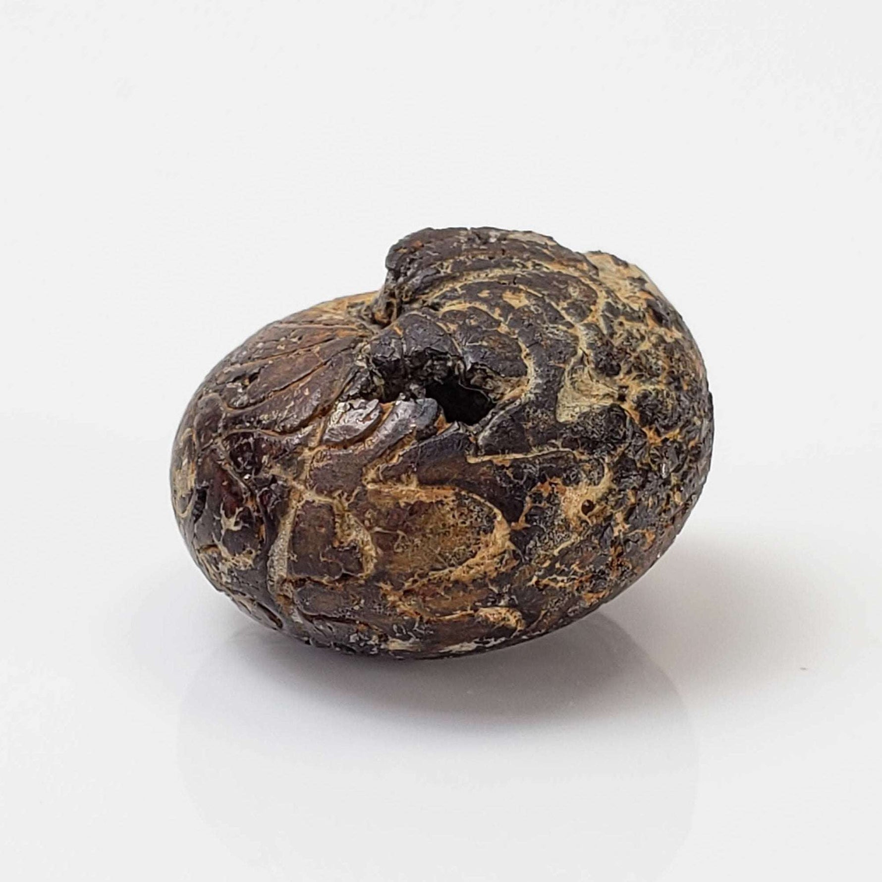  Goniatite Fossil | Natural Fossilized Pyritized in Host Rock | Fammenian - Devonian | Kowala Formation, Poland 3