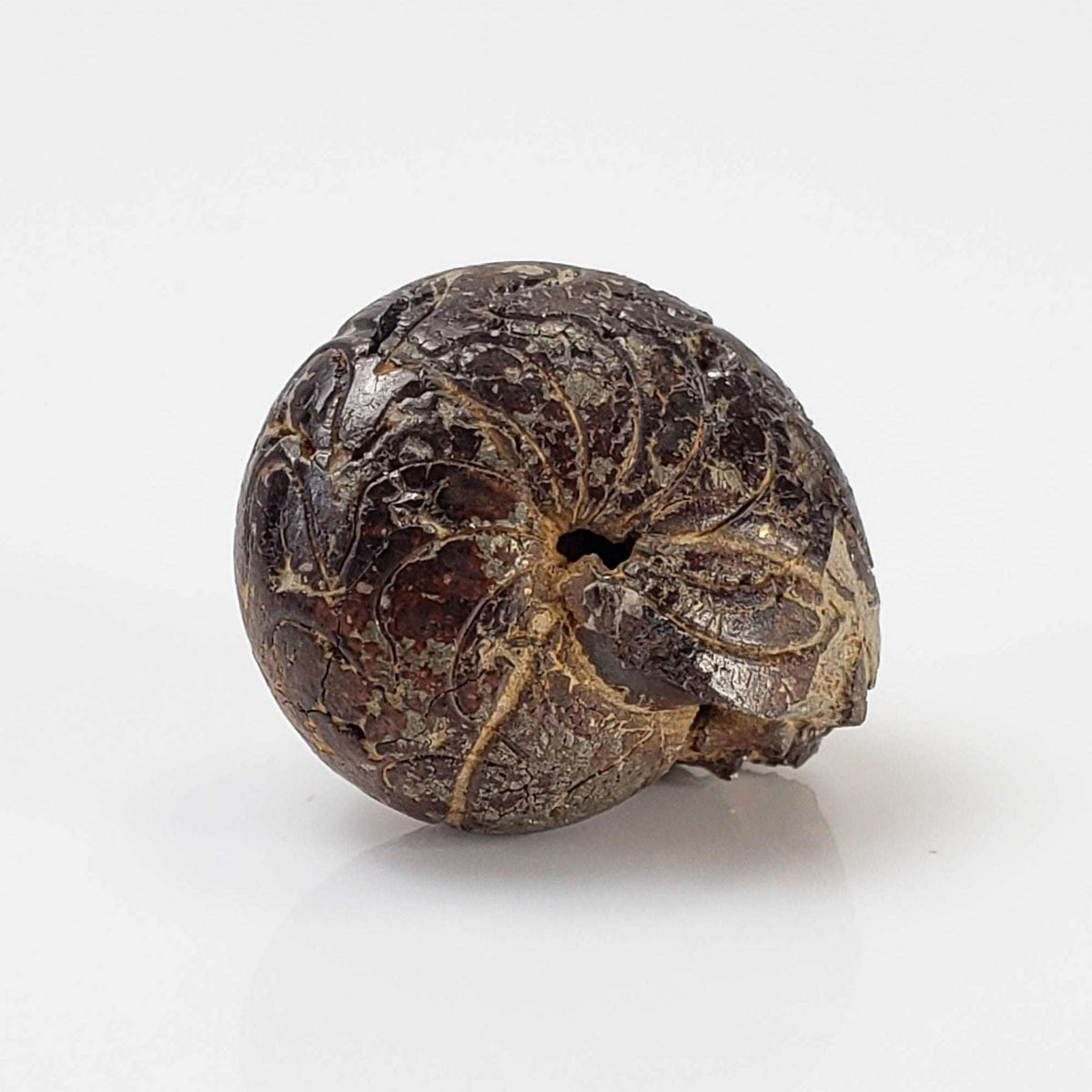  Goniatite Fossil | Natural Fossilized Pyritized in Host Rock | Fammenian - Devonian | Kowala Formation, Poland 