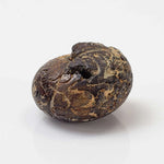  Goniatite Fossil | Natural Fossilized Pyritized in Host Rock | Fammenian - Devonian | Kowala Formation, Poland 3