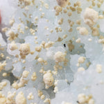 Gyrolite and Apophyllite on Prehnite Crystal | 333 grams | Mumbai India 7