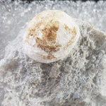  Howlite on Matrix | Perky Box Thumbnail Specimen | Fishells Brook, NL, Canada 5