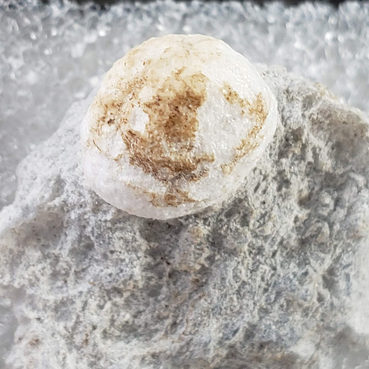  Howlite on Matrix | Perky Box Thumbnail Specimen | Fishells Brook, NL, Canada 5