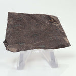  Impact Melt Rock | 17 grams | Stac Fada Impact Structure | NW Scotland 5