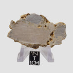  Impactite Fallback Breccia | Steinheim Basin Impact Structure | 22.9 grams | Slice | Ries, Germany 