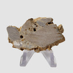  Impactite Fallback Breccia | Steinheim Basin Impact Structure | 22.9 grams | Slice | Ries, Germany 1