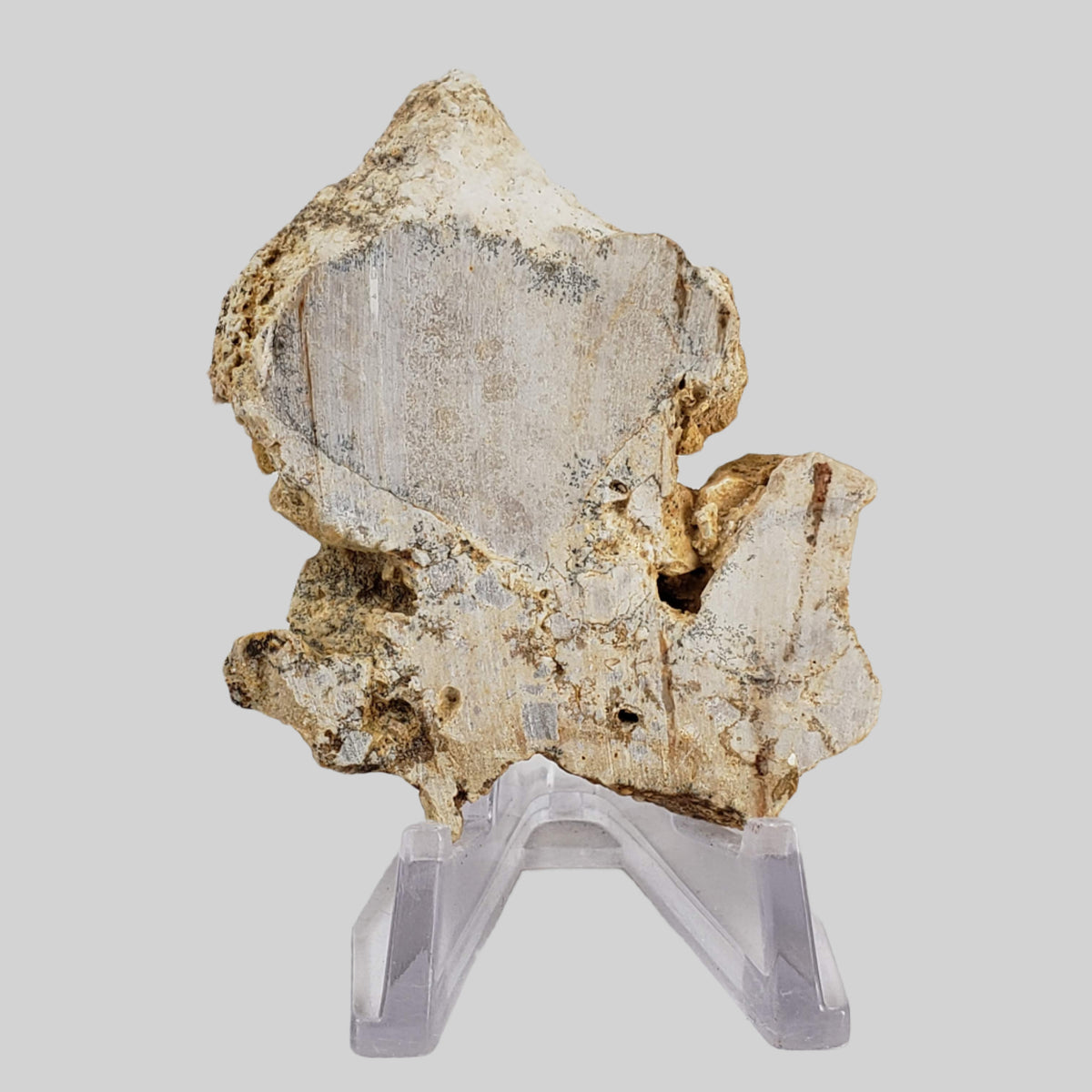  Impactite Fallback Breccia | Steinheim Basin Impact Structure | 33.3 grams | Slice | Ries, Germany 1