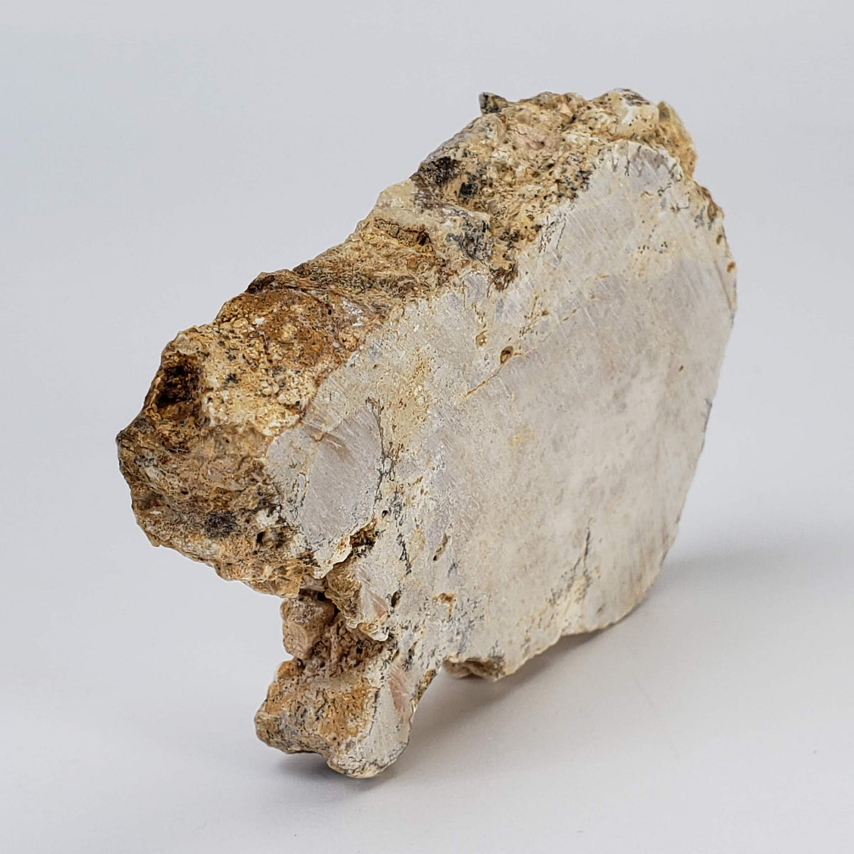  Impactite Fallback Breccia | Steinheim Basin Impact Structure | 66 grams | Slice | Ries, Germany | SO24 2