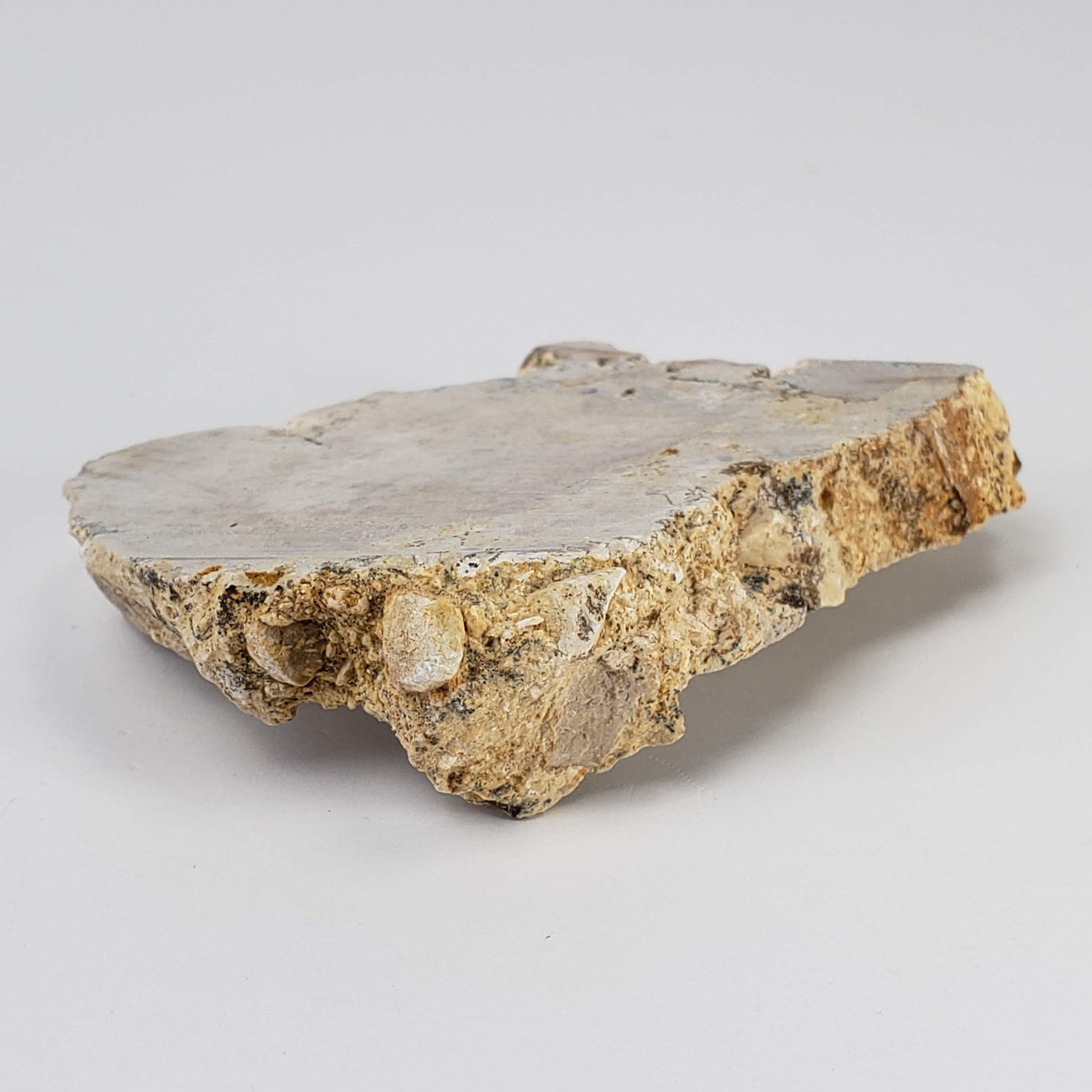  Impactite Fallback Breccia | Steinheim Basin Impact Structure | 66 grams | Slice | Ries, Germany | SO24 4