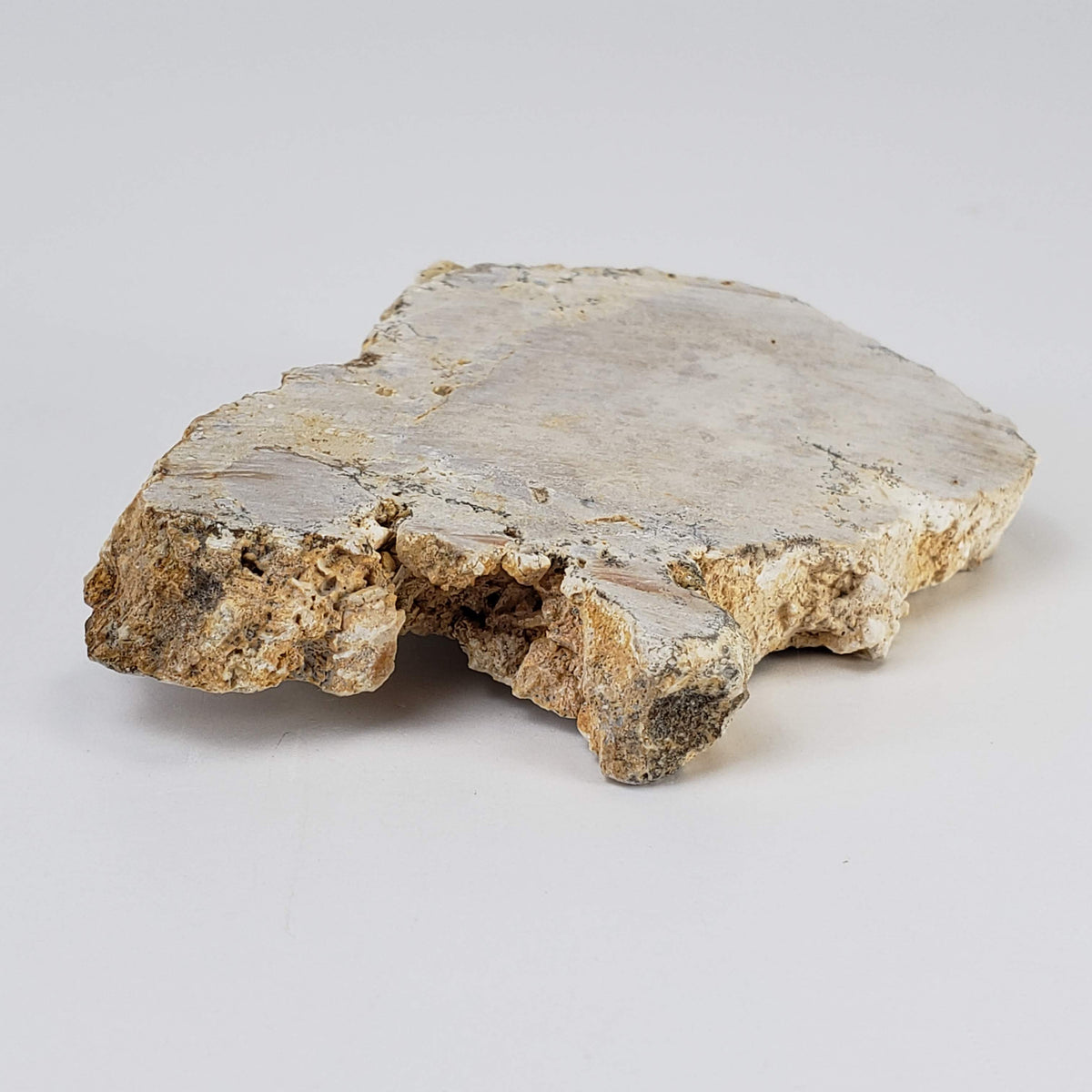  Impactite Fallback Breccia | Steinheim Basin Impact Structure | 66 grams | Slice | Ries, Germany | SO24 5