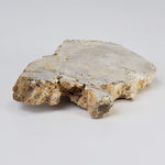  Impactite Fallback Breccia | Steinheim Basin Impact Structure | 66 grams | Slice | Ries, Germany | SO24 5