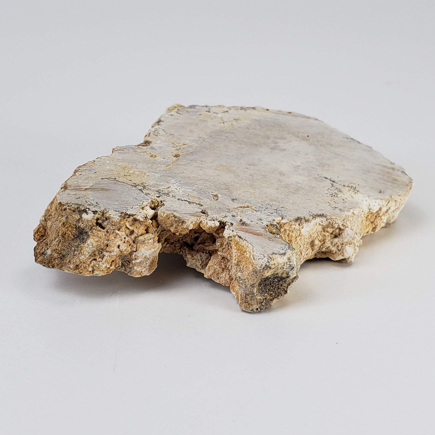  Impactite Fallback Breccia | Steinheim Basin Impact Structure | 66 grams | Slice | Ries, Germany | SO24 5