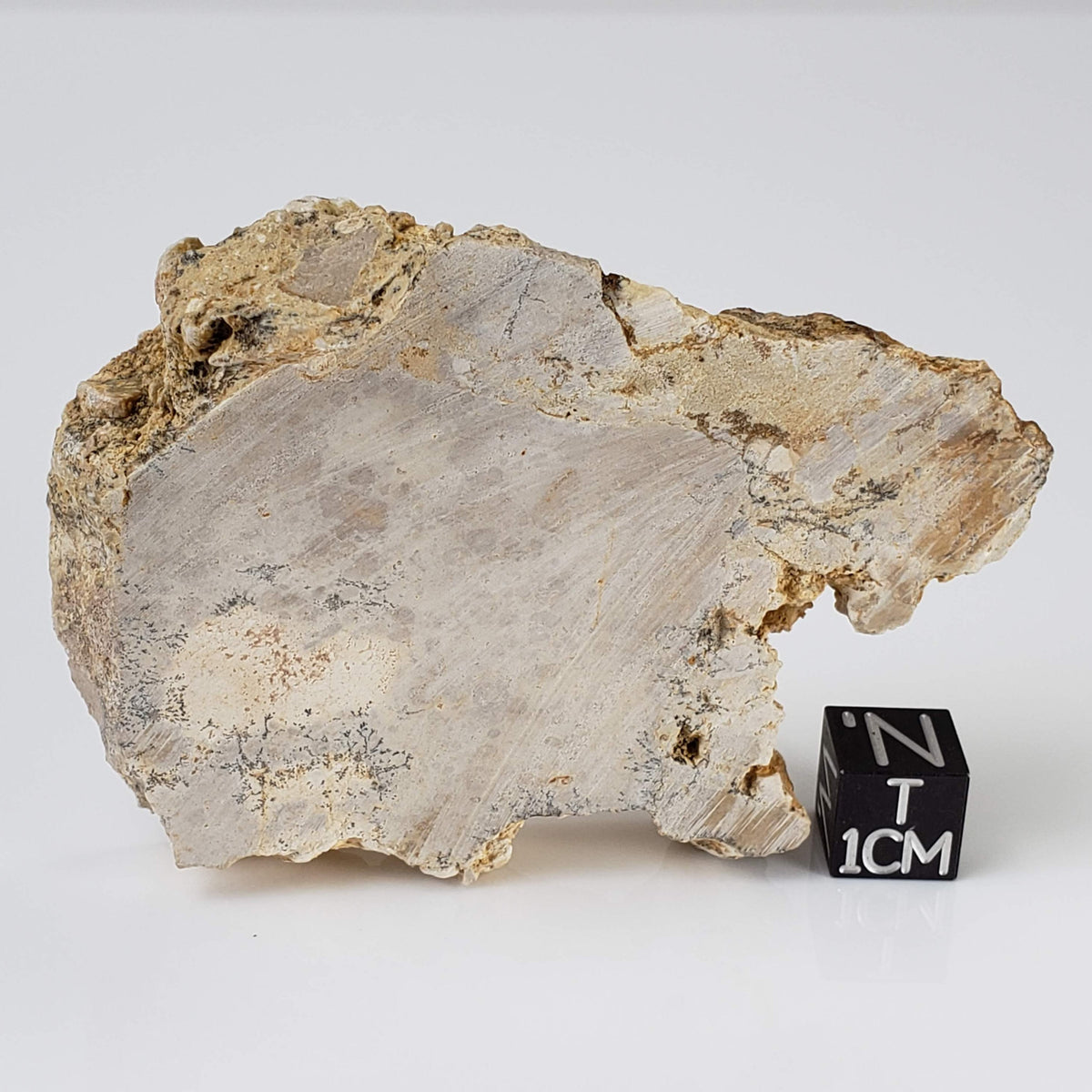  Impactite Fallback Breccia | Steinheim Basin Impact Structure | 66 grams | Slice | Ries, Germany | SO24 