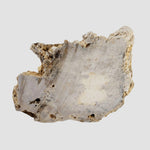  Impactite Fallback Breccia | Steinheim Basin Impact Structure | 67.3 grams | Slice | Ries, Germany 1