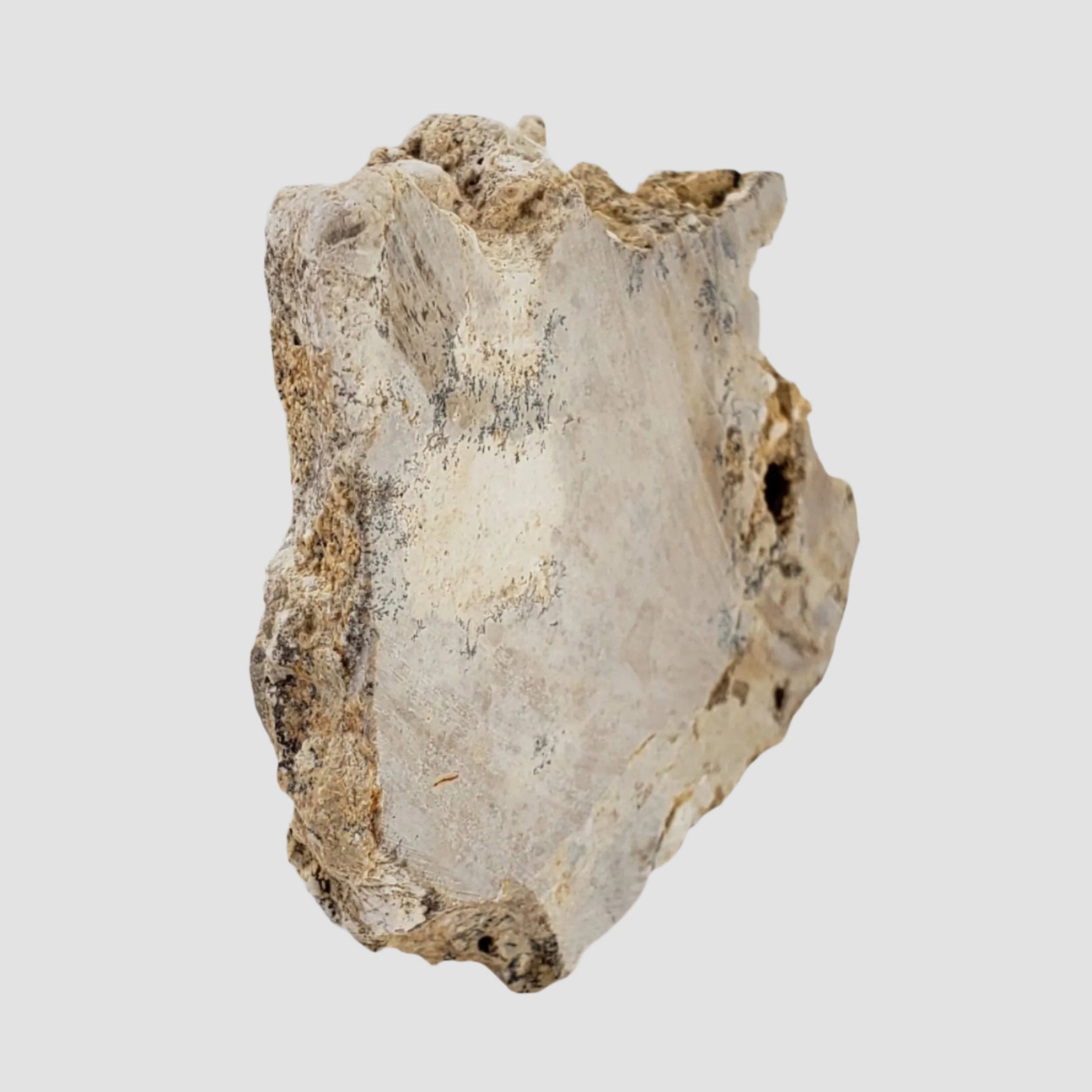  Impactite Fallback Breccia | Steinheim Basin Impact Structure | 67.3 grams | Slice | Ries, Germany 3