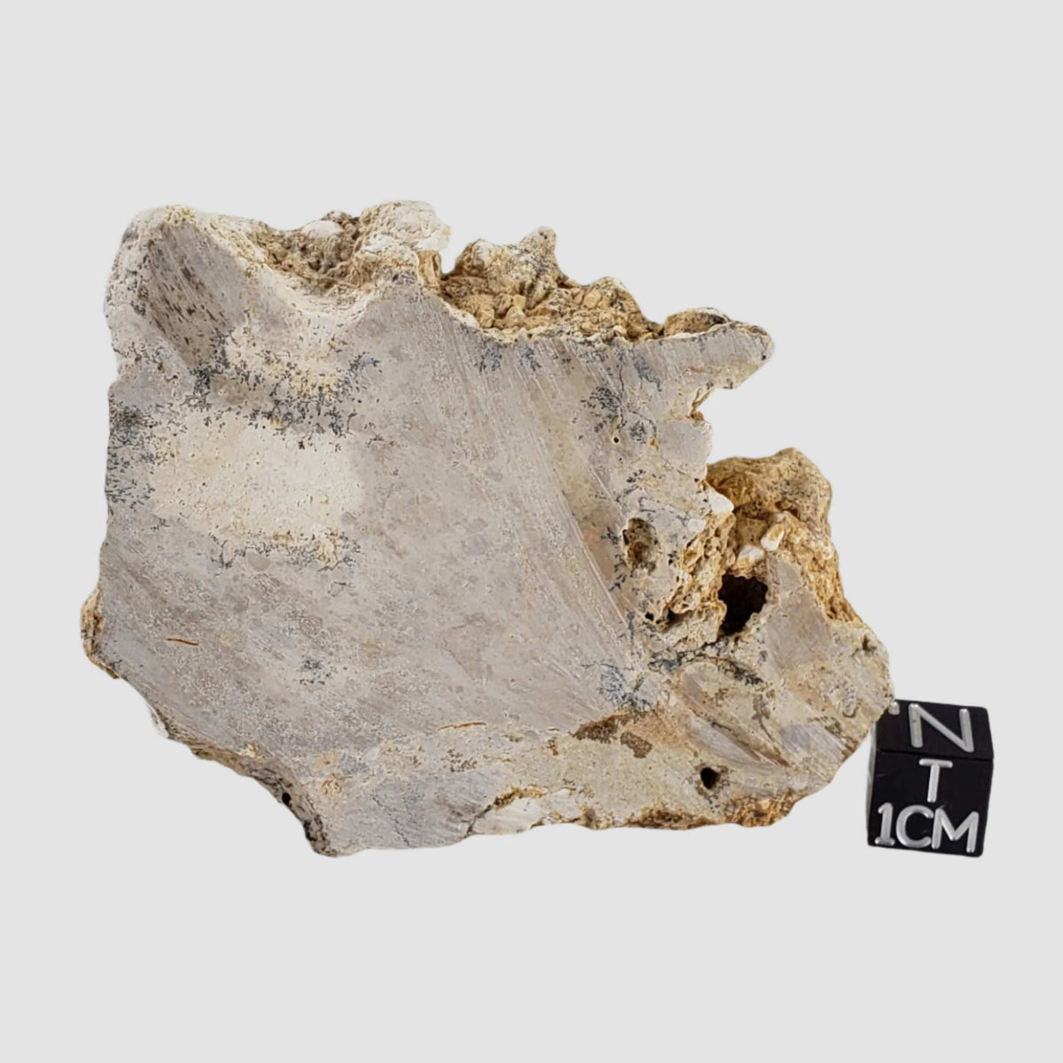  Impactite Fallback Breccia | Steinheim Basin Impact Structure | 67.3 grams | Slice | Ries, Germany 