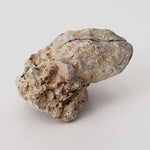  Impactite Monomict Breccia | 16.8 grams | Agoudal, Imilchil Structure | Morocco 1