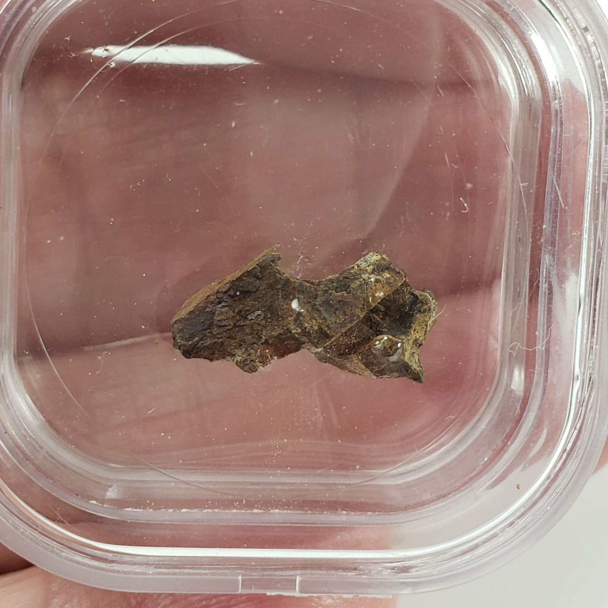  Molong Meteorite | 1.24 Grams | Fragment | Pallasite Stony Iron | Rare | Australia 6