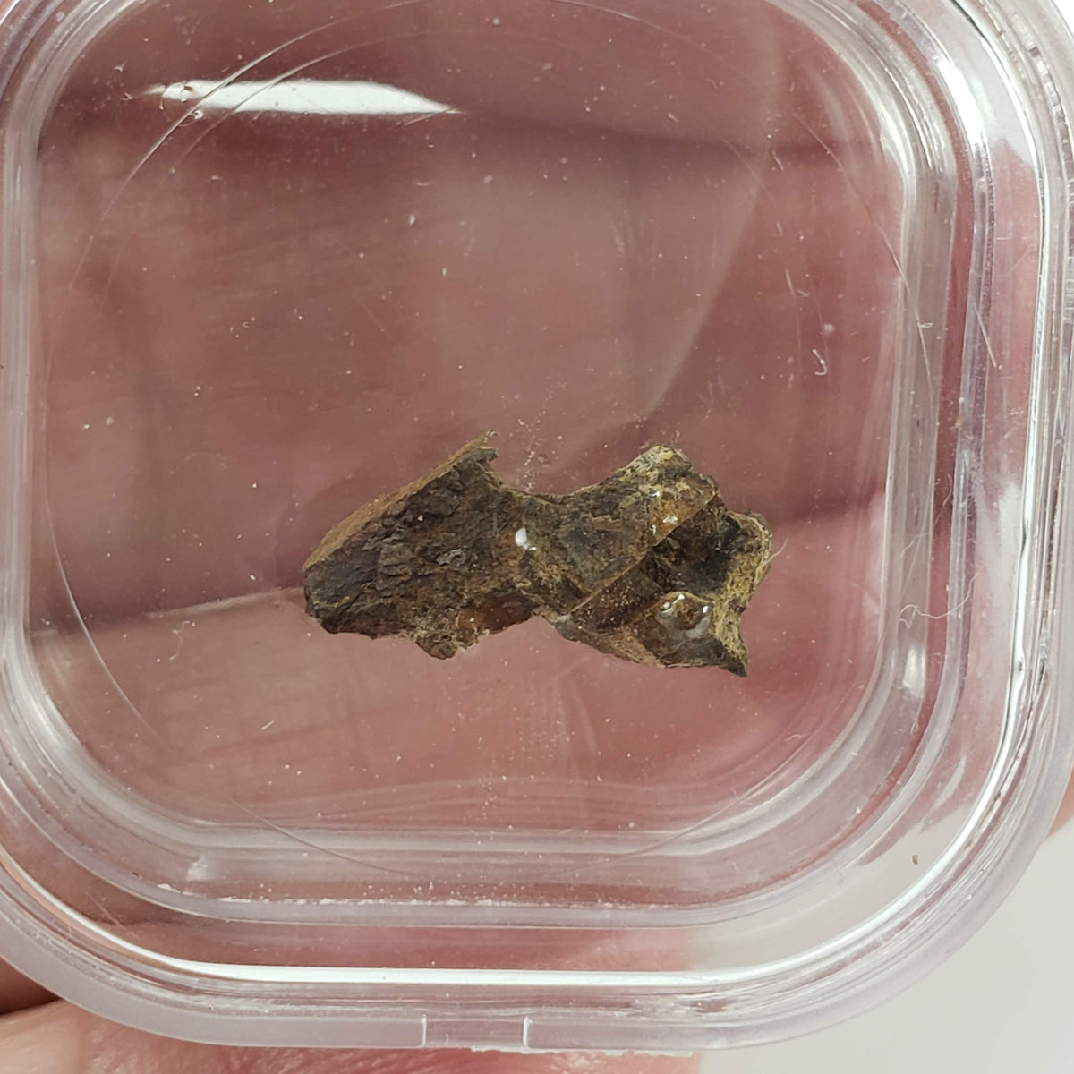  Molong Meteorite | 1.24 Grams | Fragment | Pallasite Stony Iron | Rare | Australia 6