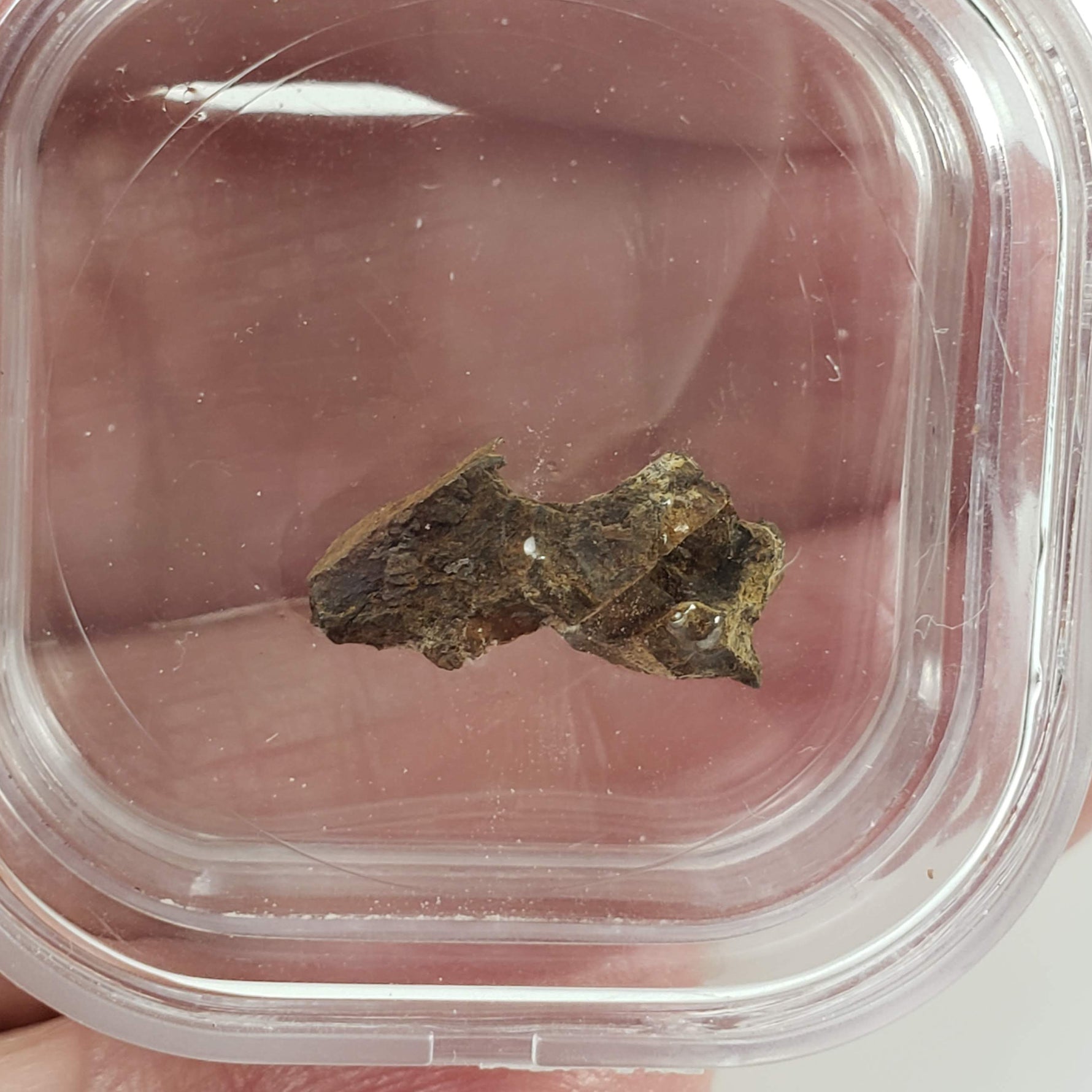  Molong Meteorite | 1.24 Grams | Fragment | Pallasite Stony Iron | Rare | Australia 6