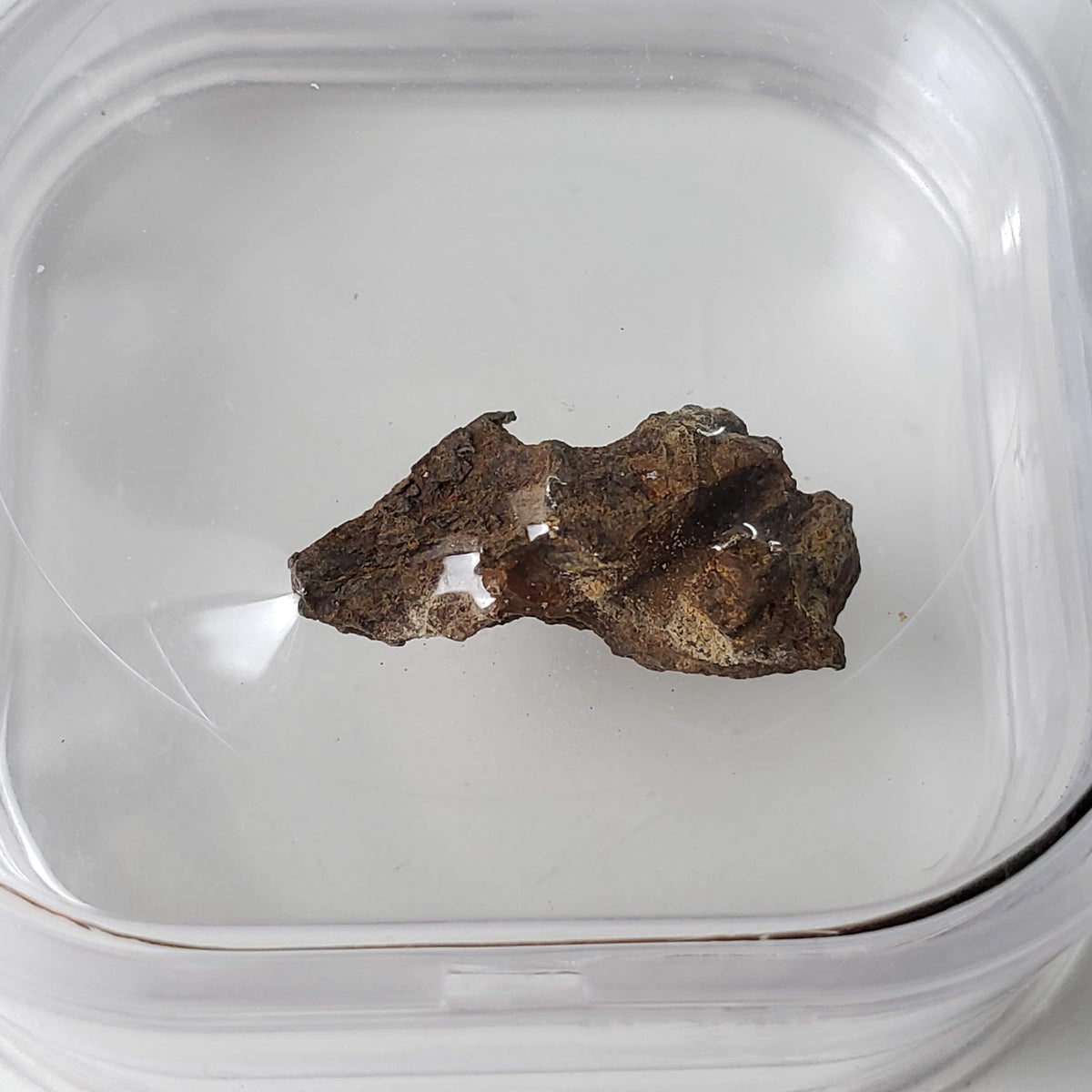  Molong Meteorite | 1.24 Grams | Fragment | Pallasite Stony Iron | Rare | Australia 1