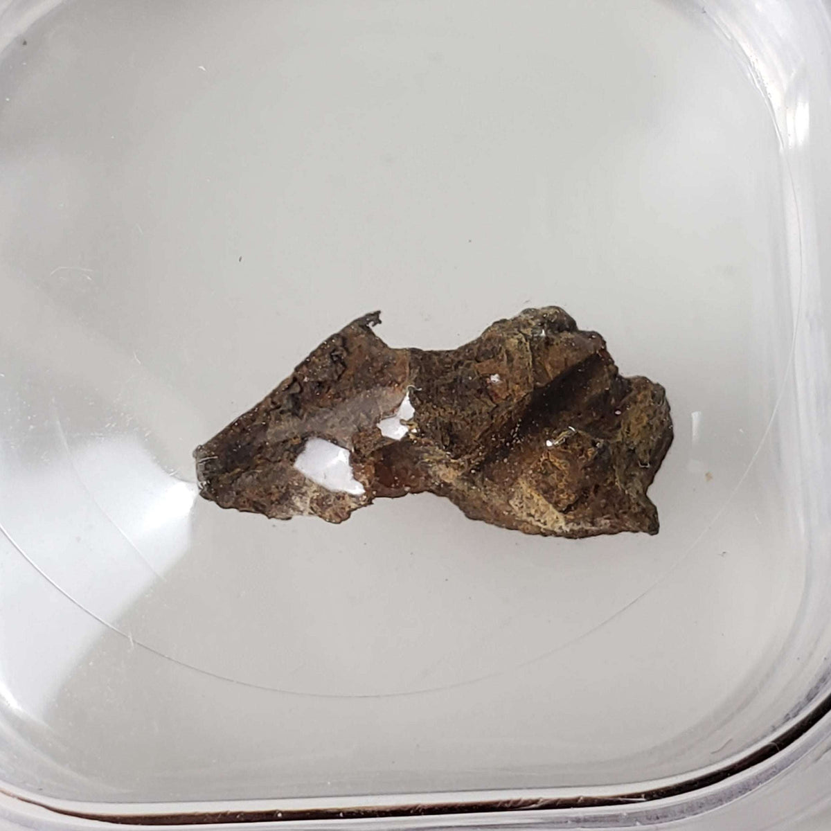  Molong Meteorite | 1.24 Grams | Fragment | Pallasite Stony Iron | Rare | Australia 4