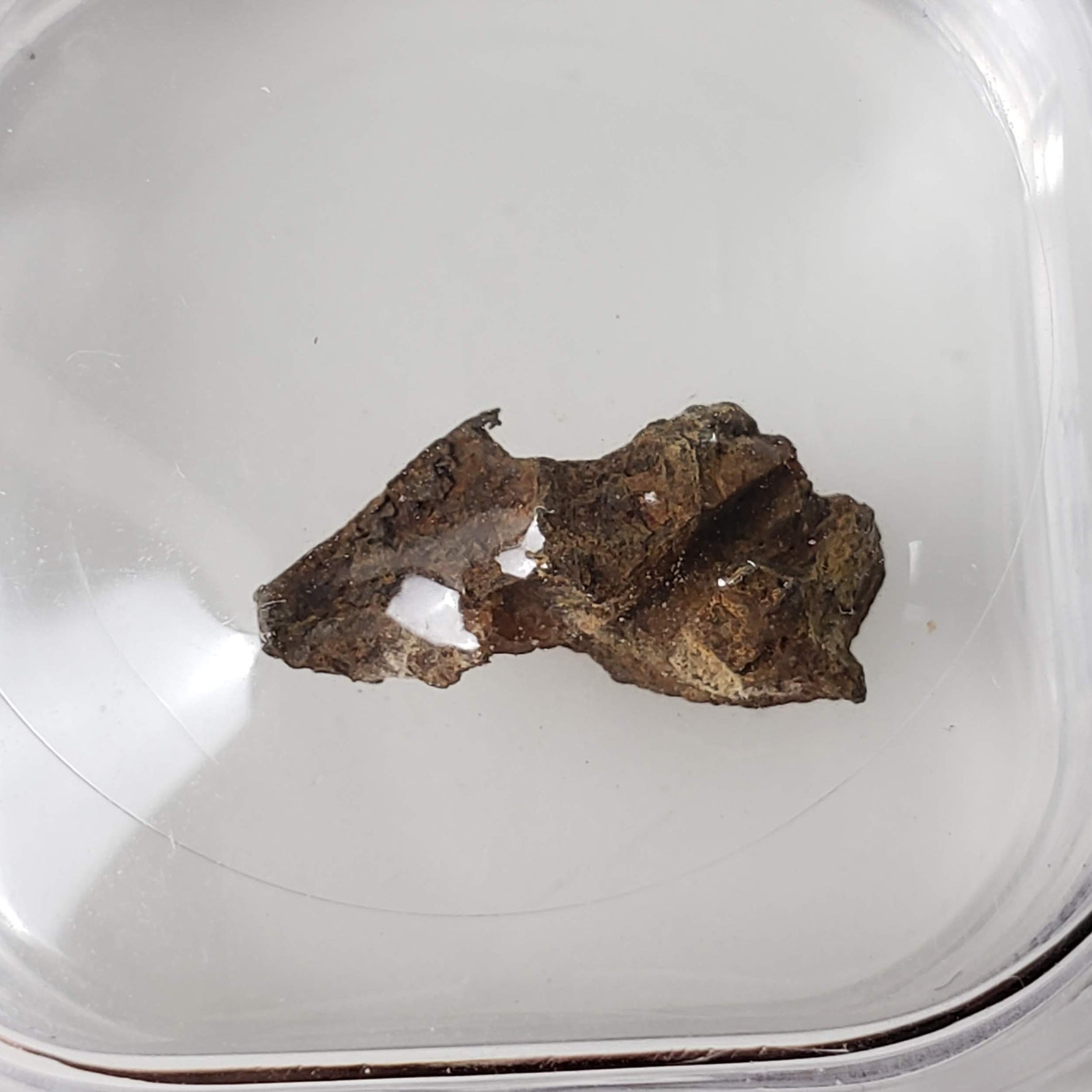  Molong Meteorite | 1.24 Grams | Fragment | Pallasite Stony Iron | Rare | Australia 4