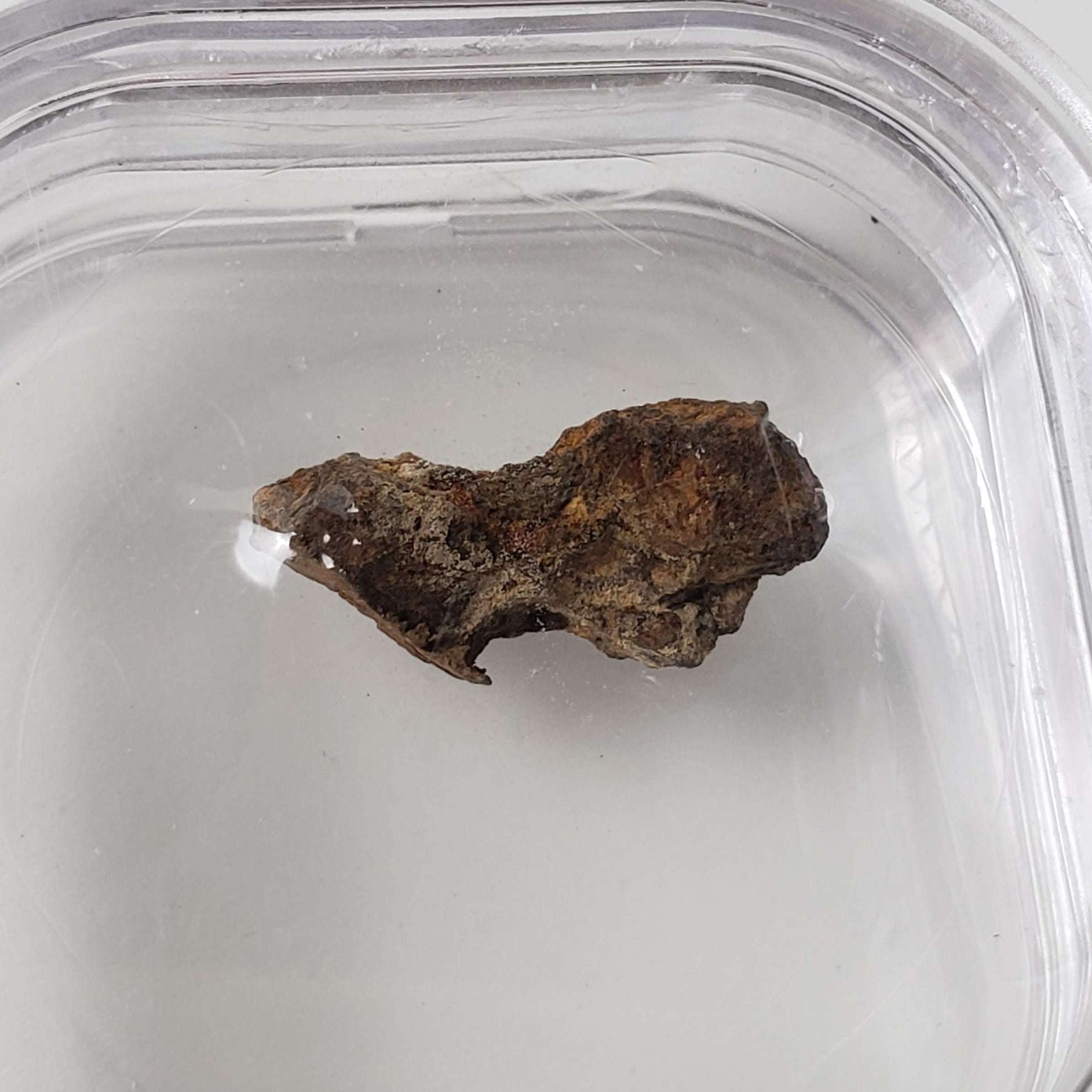  Molong Meteorite | 1.24 Grams | Fragment | Pallasite Stony Iron | Rare | Australia 2