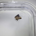  NWA 1459 Meteorite | 44 mg | Fragment | Olivine Diogenite | The Worlds Rarest Class | Low TKW 4