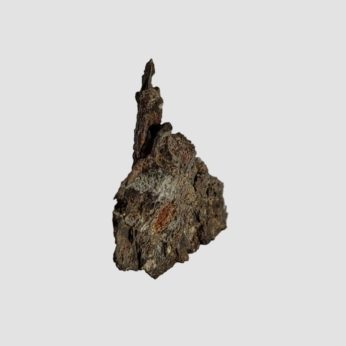  NWA 2224 Meteorite | 0.31 gram | Part Slice | Provisional CV3 Carbonaceous | Sahara 4