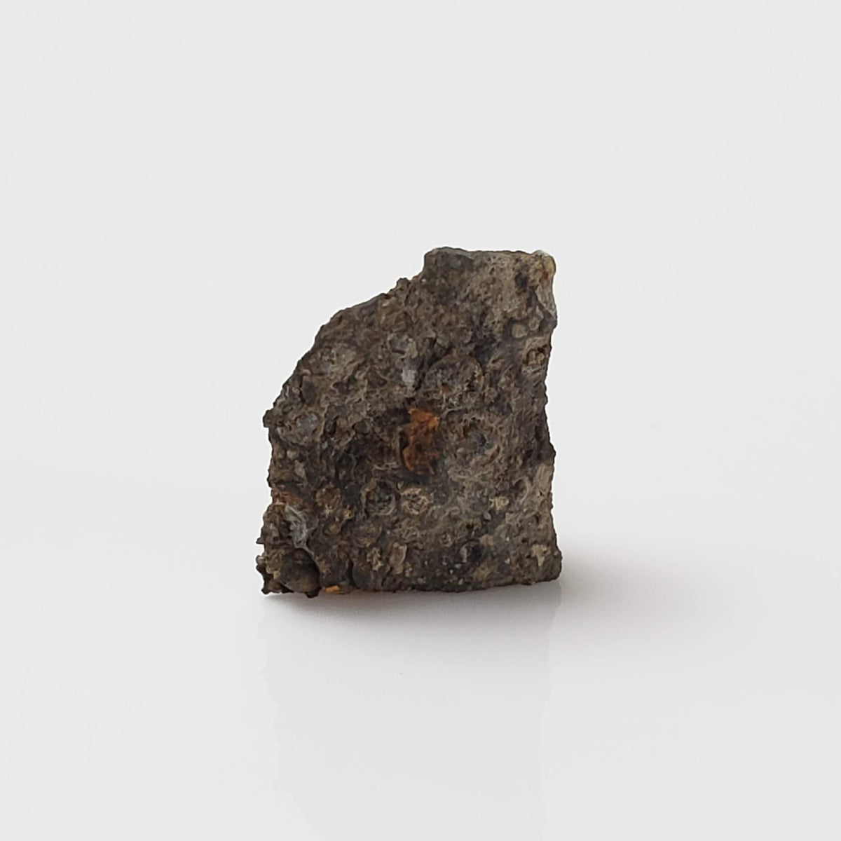  NWA 2224 Meteorite | 0.45 gram | Part Slice | Provisional CV3 Carbonaceous | Sahara 2