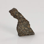  NWA 2224 Meteorite | 0.75 gram | Part Slice | Provisional CV3 Carbonaceous | Sahara 2