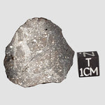  NWA 2779 Meteorite | 7.9 Gr | Slice | L5 Chondrite | Northwest Africa 
